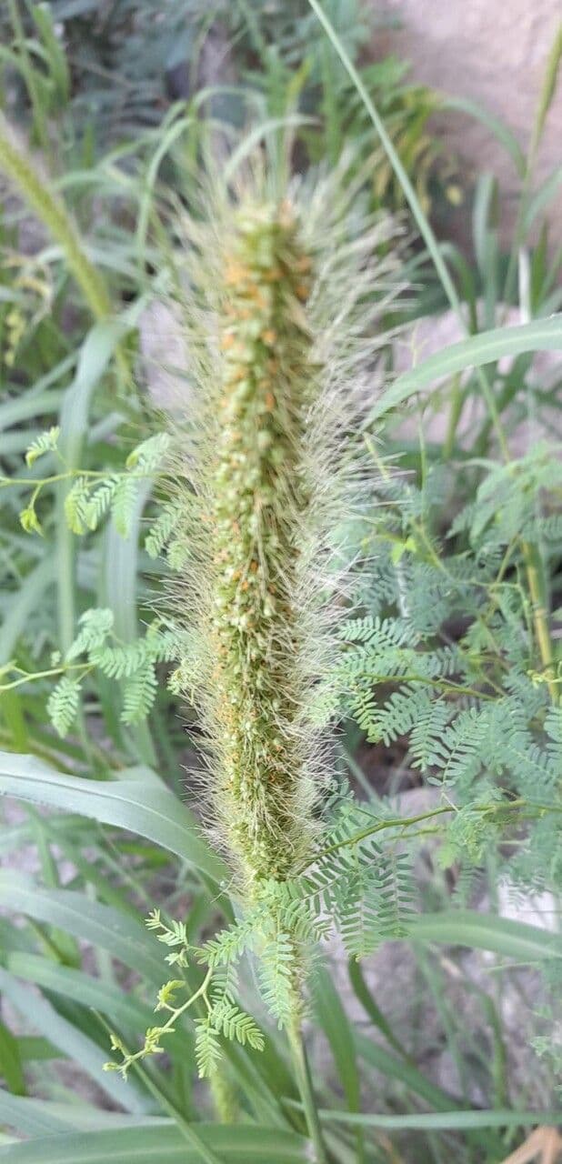 Setaria 4