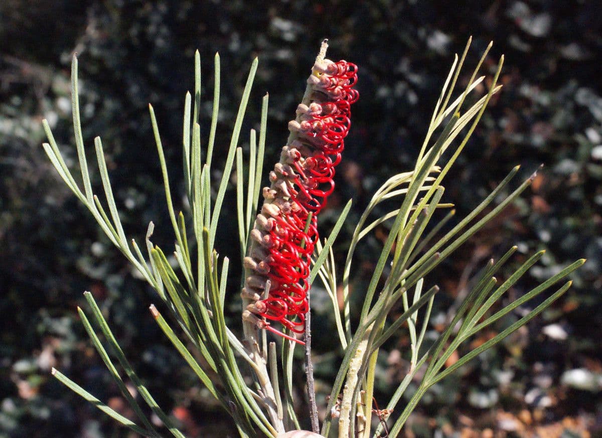 Grevillea 3