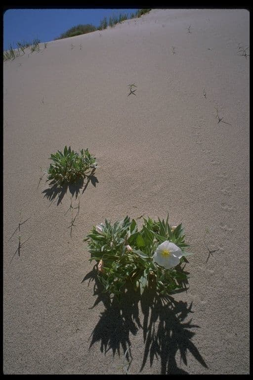 Enagra californiana 12