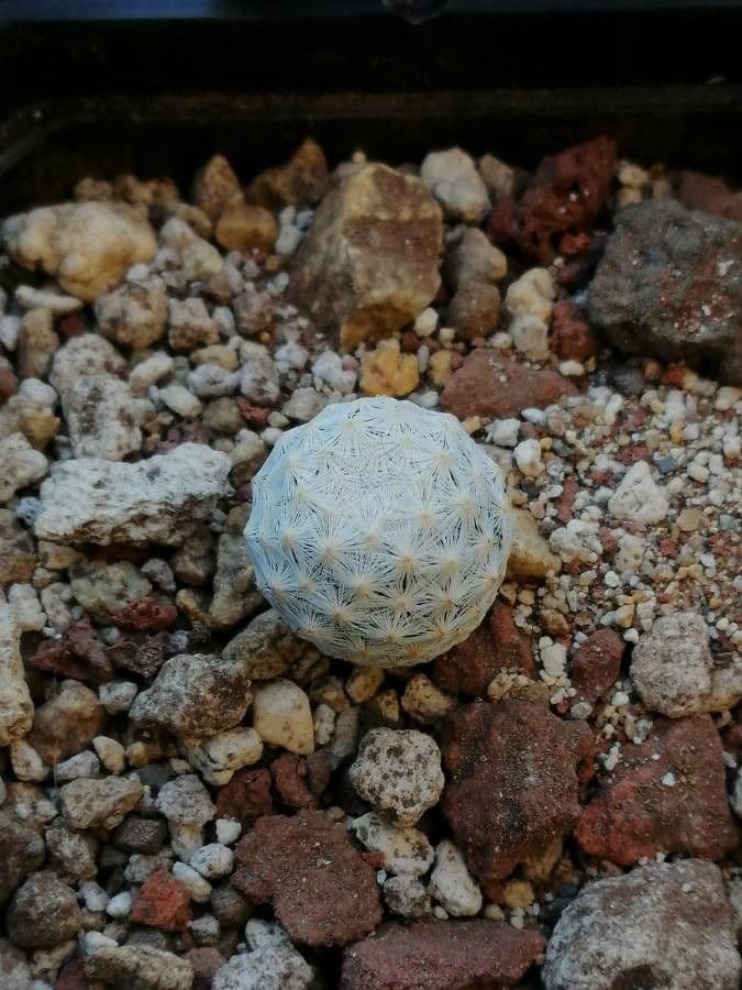 Mammillaria herrerae