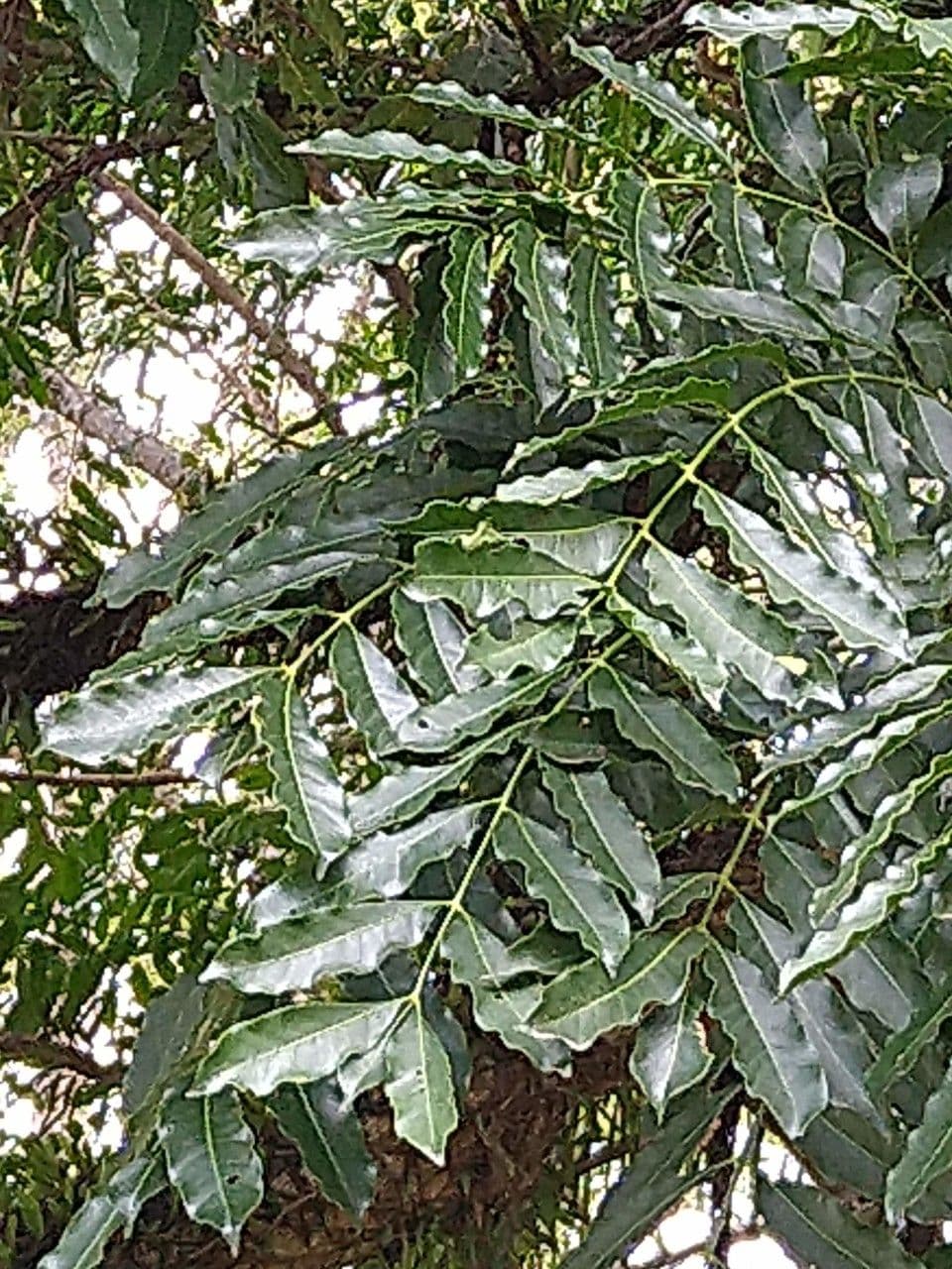 Cabralea canjerana 6
