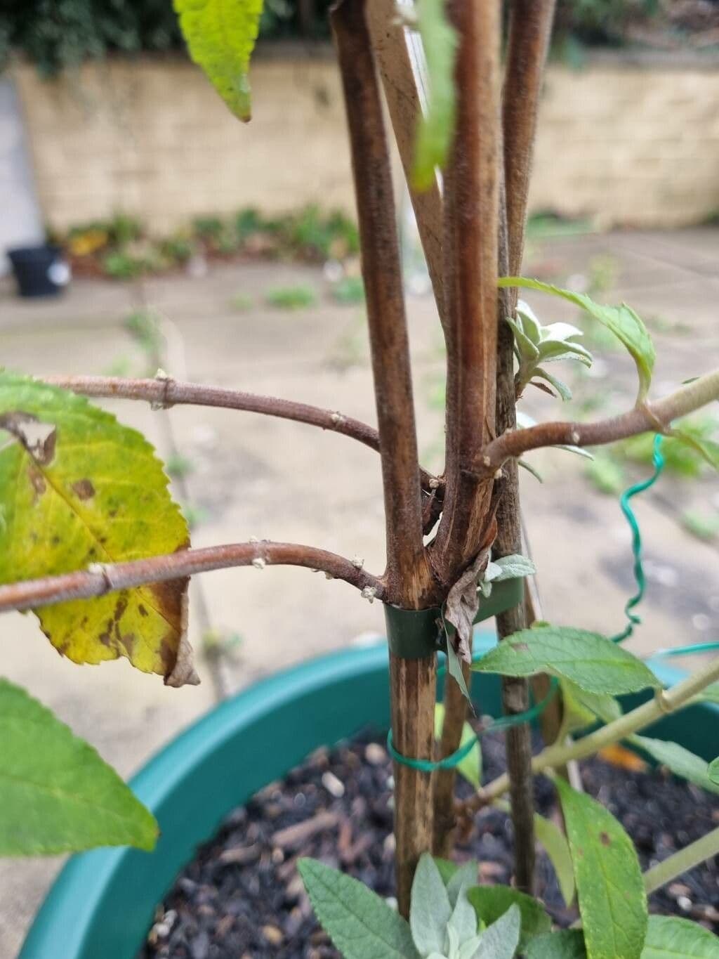 Buddleja 17