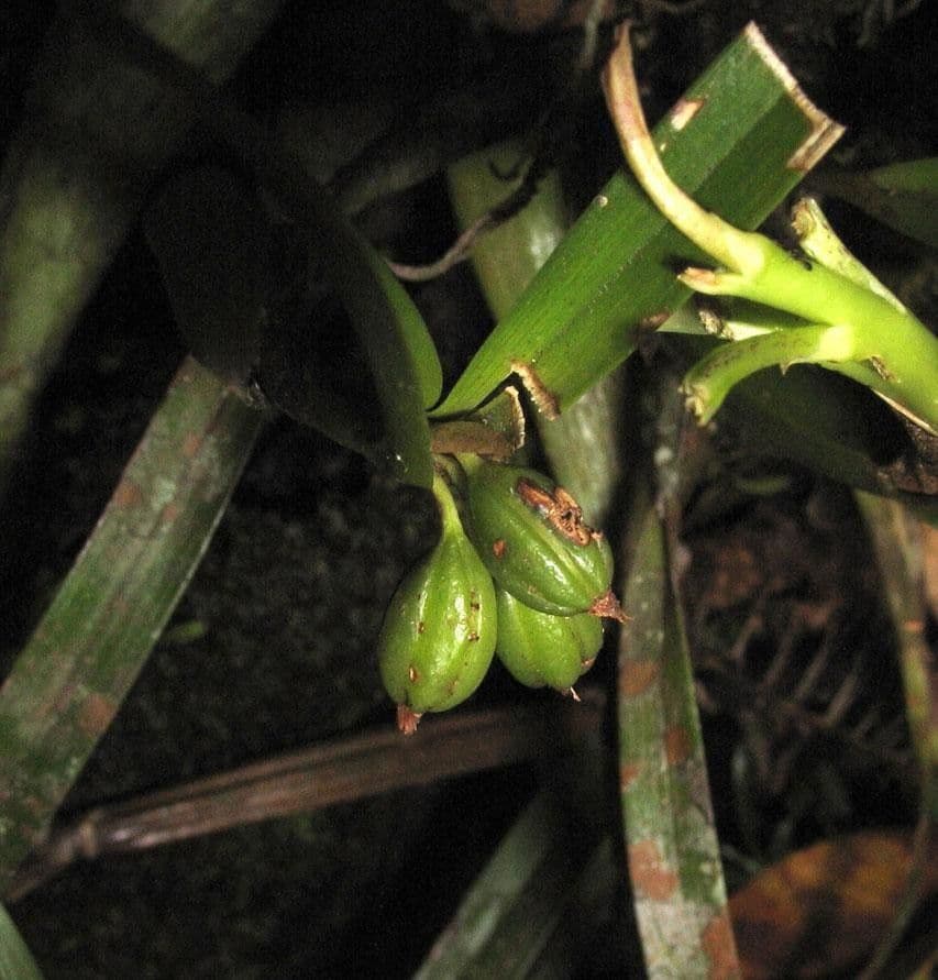 Scaphyglottis 2