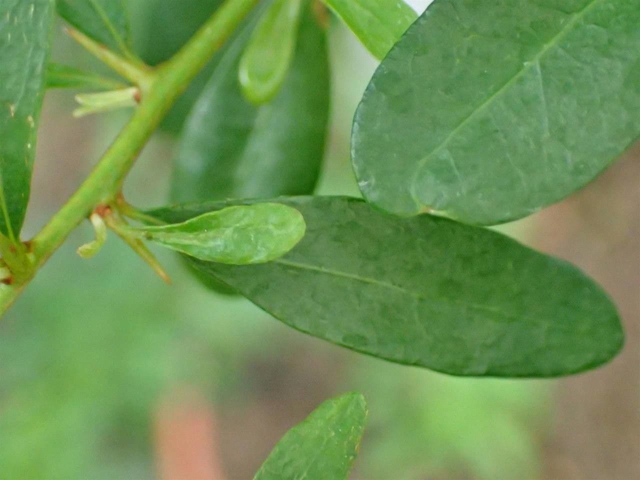 Argan 8