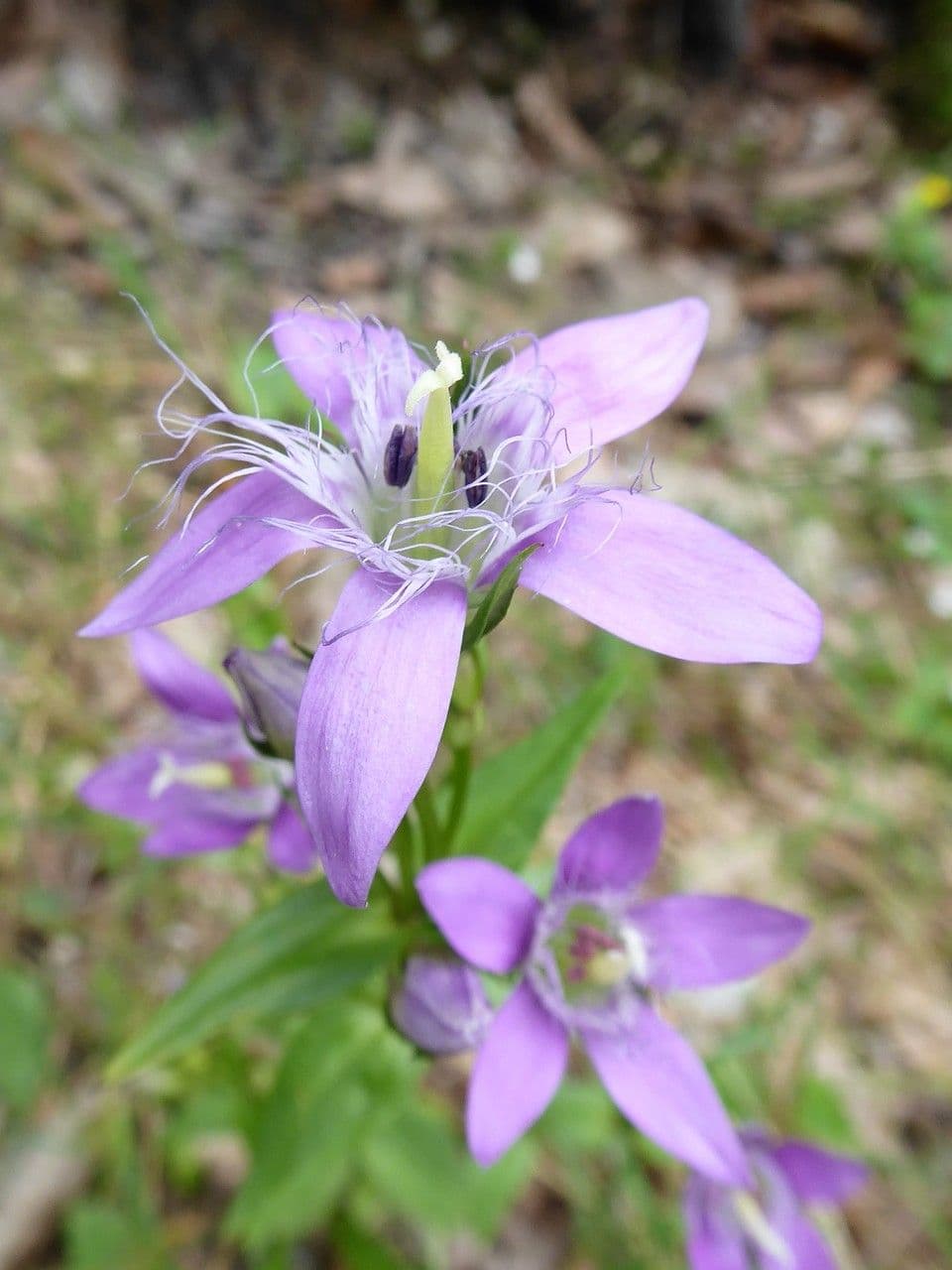 Genzianella austriaca 2