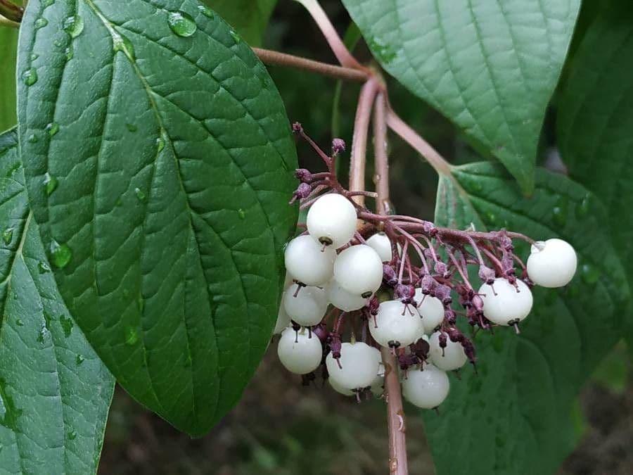 Cornejo blanco 3