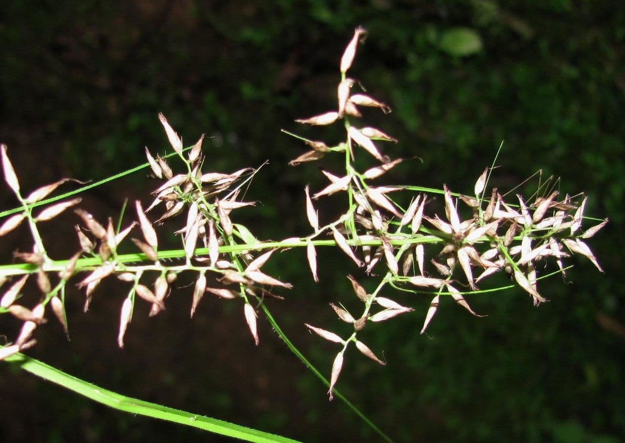 Rhynchospora 7