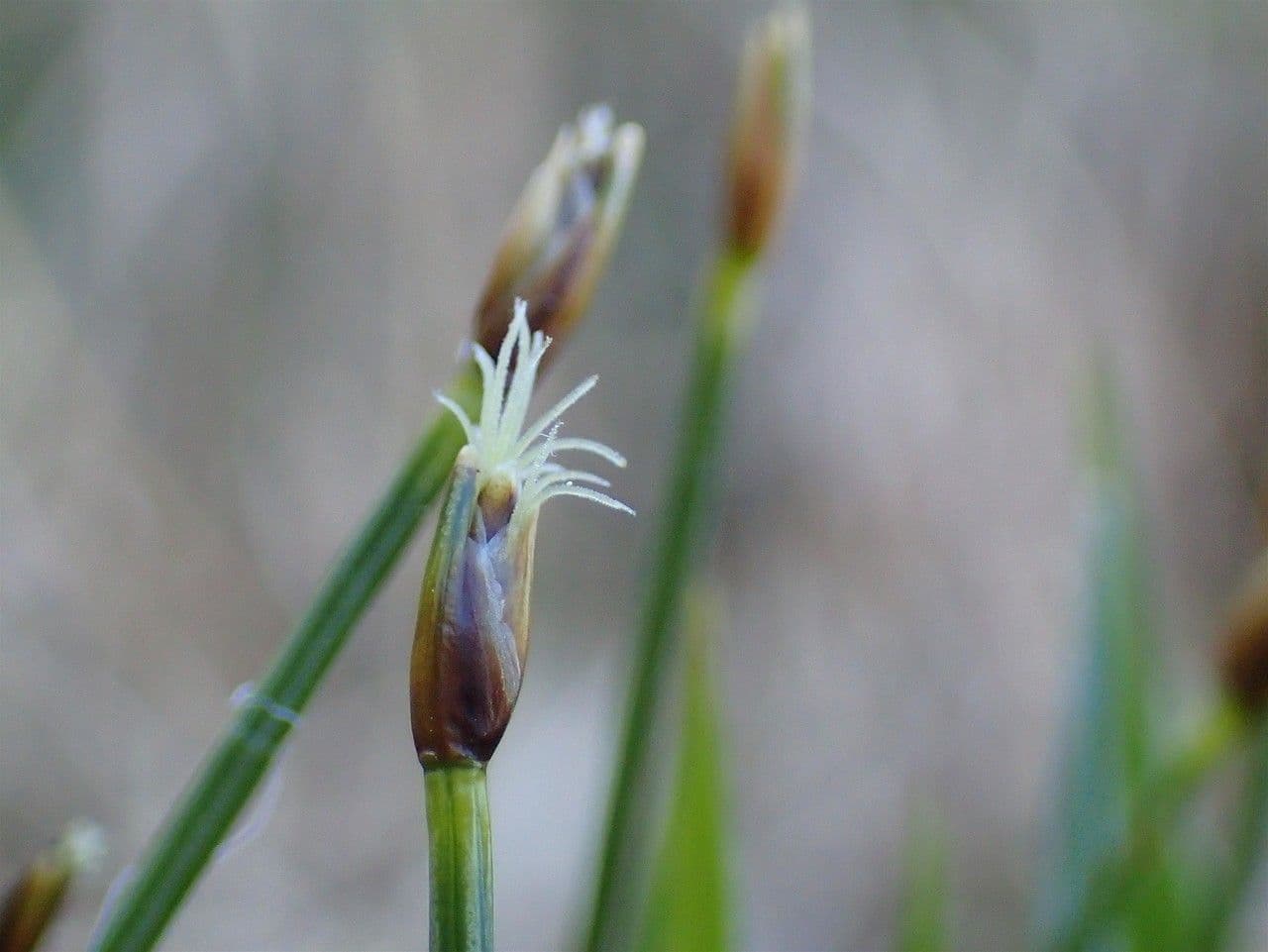 Rasenbinse 5