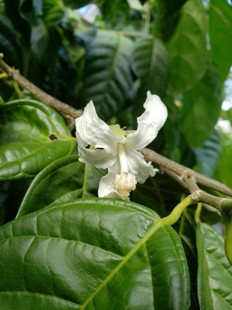 Quararibea funebris 6