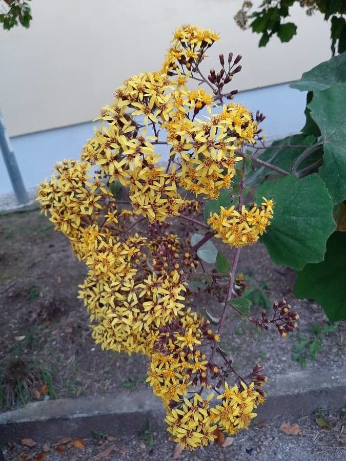 Roldana 9