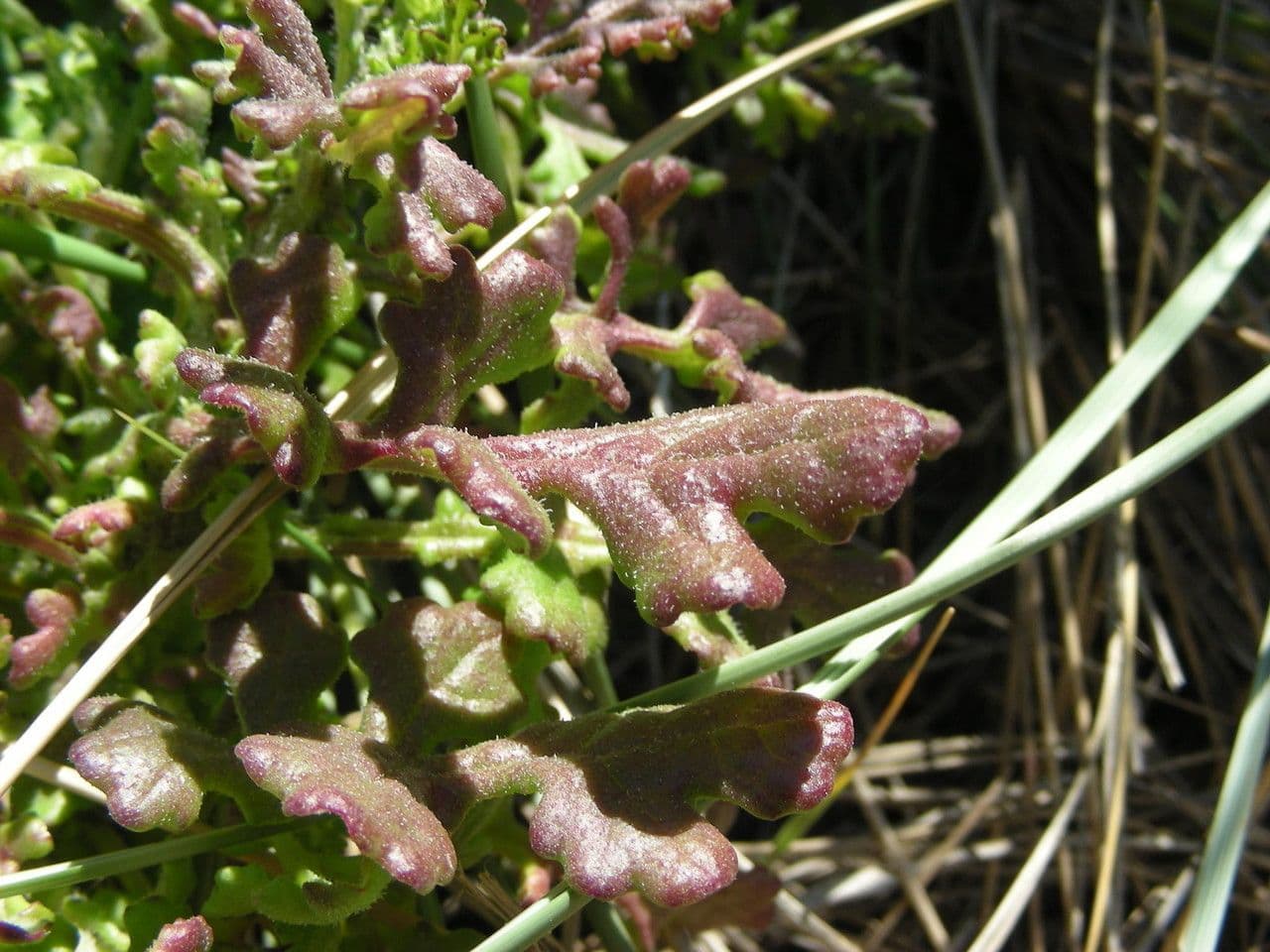 Senecio elegante 2