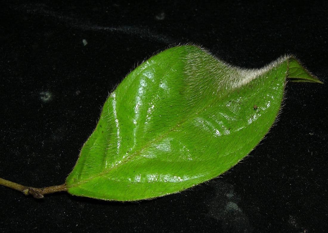 Hiraea 7