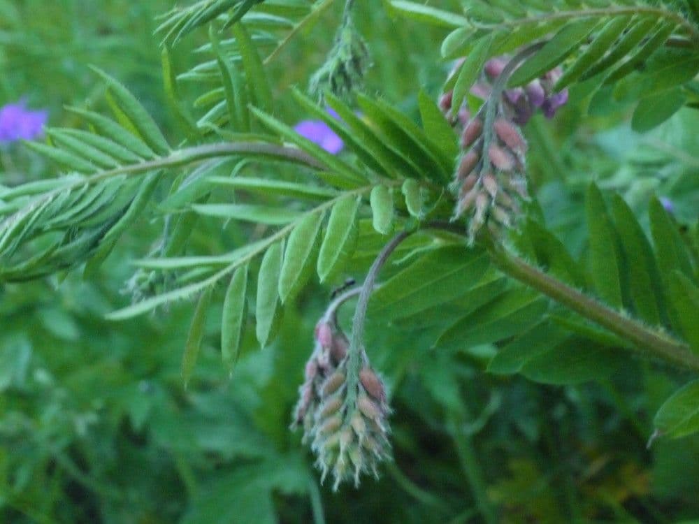 Platterbse 27