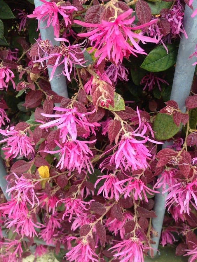 Monarda didyma 8