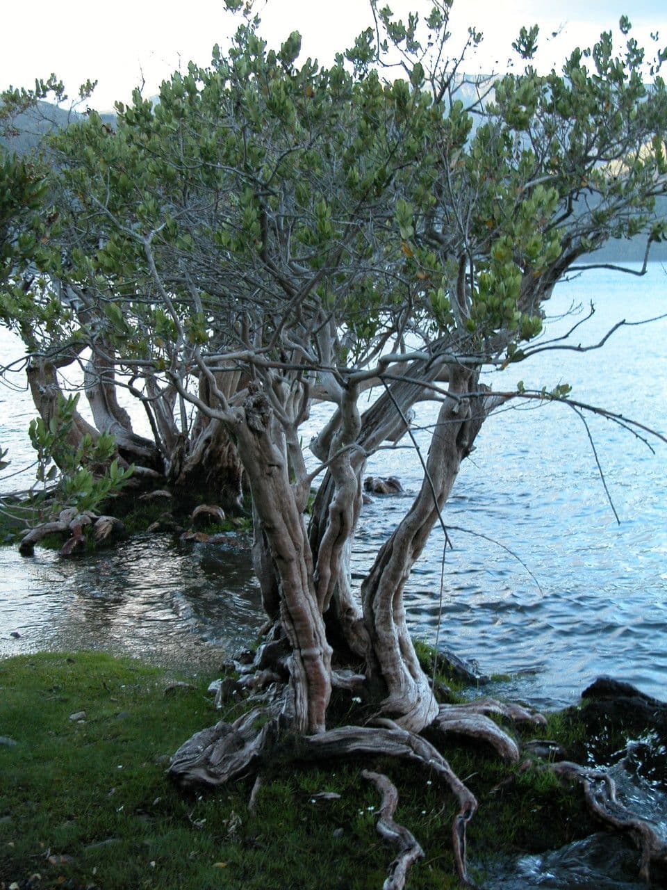 Myrceugenia 7