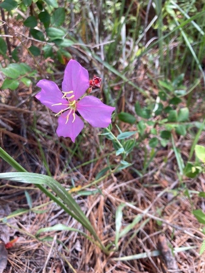 Rhexia alifana 3
