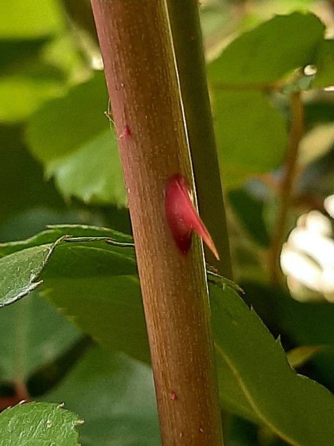 Rosa 22