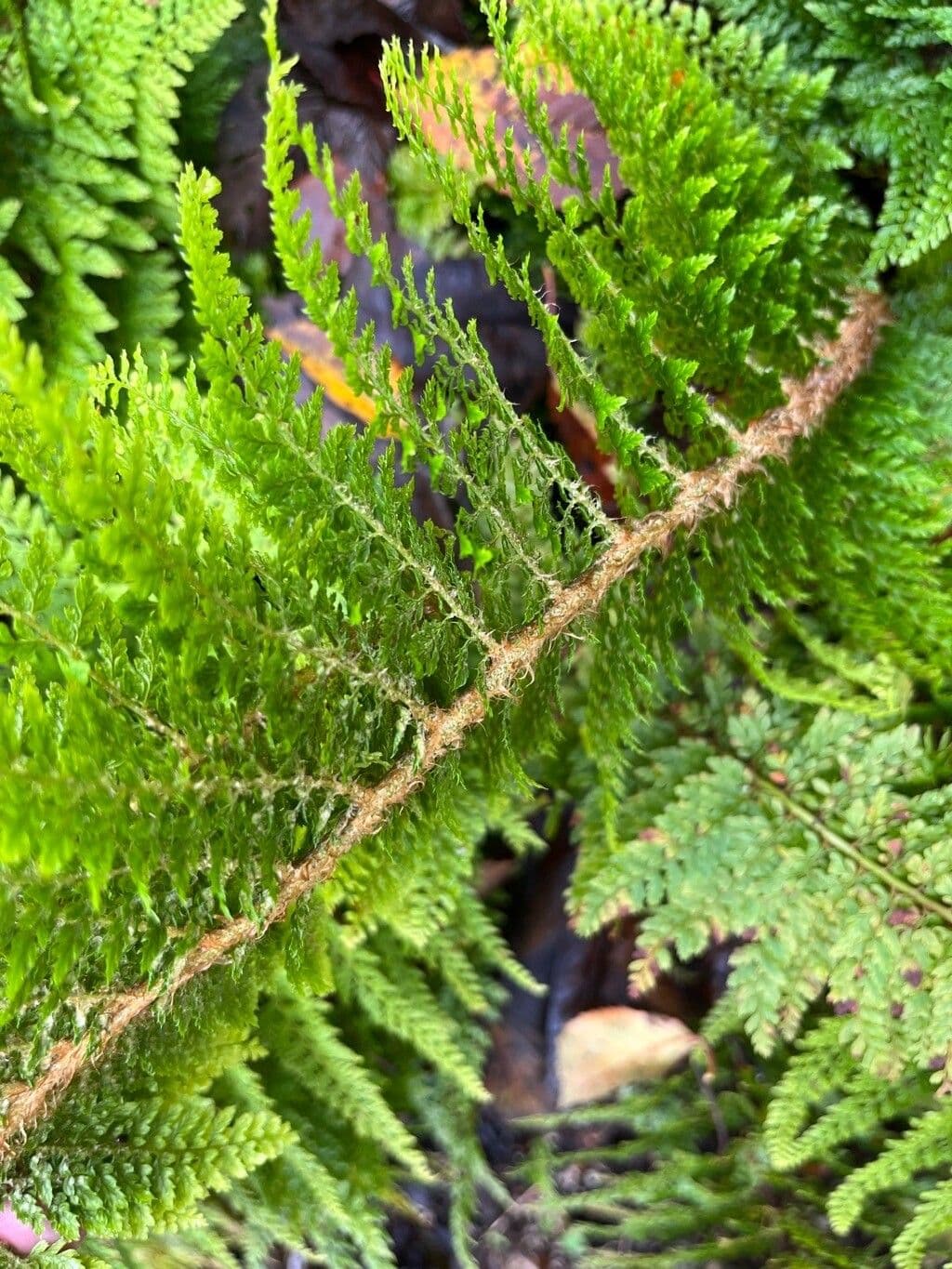 Borstiger Schildfarn 20