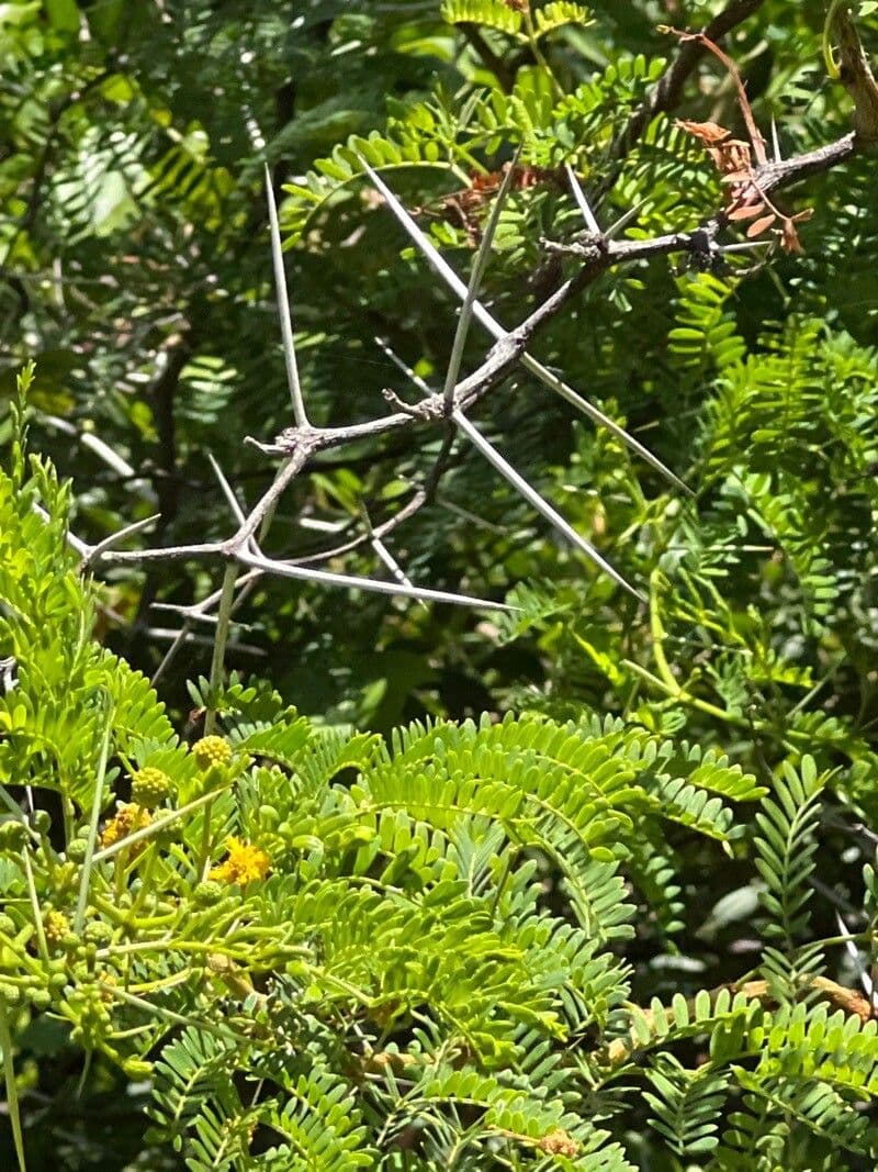 Acacia 3