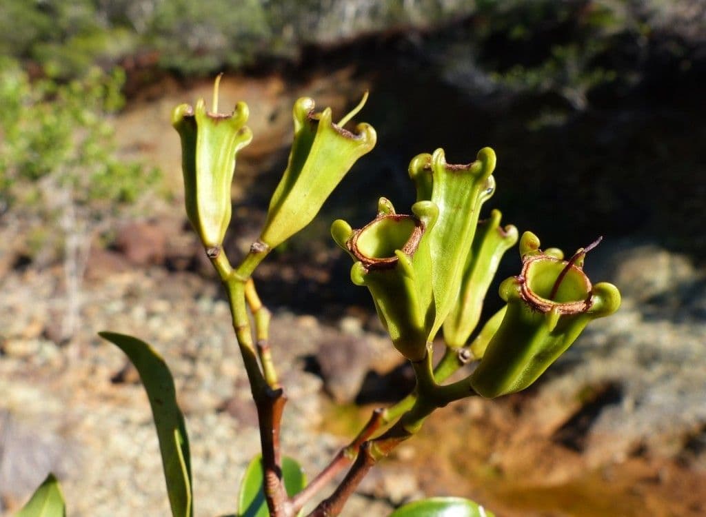 Syzygium 7