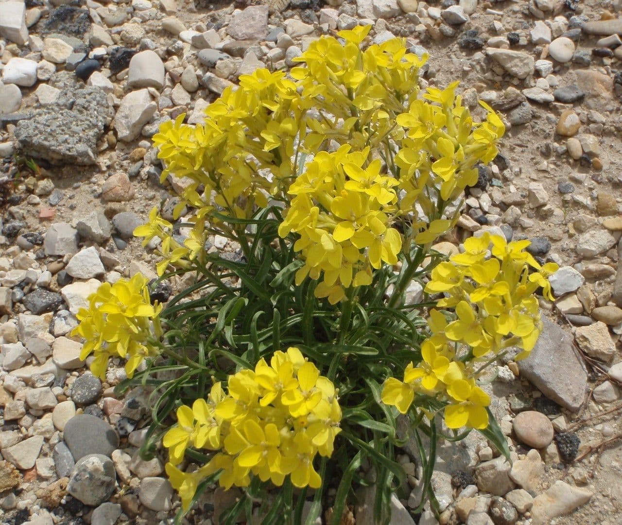 Erysimum rhaeticum 9