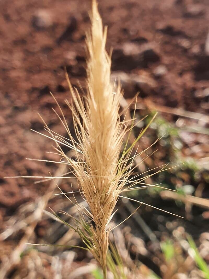 Aristida 4