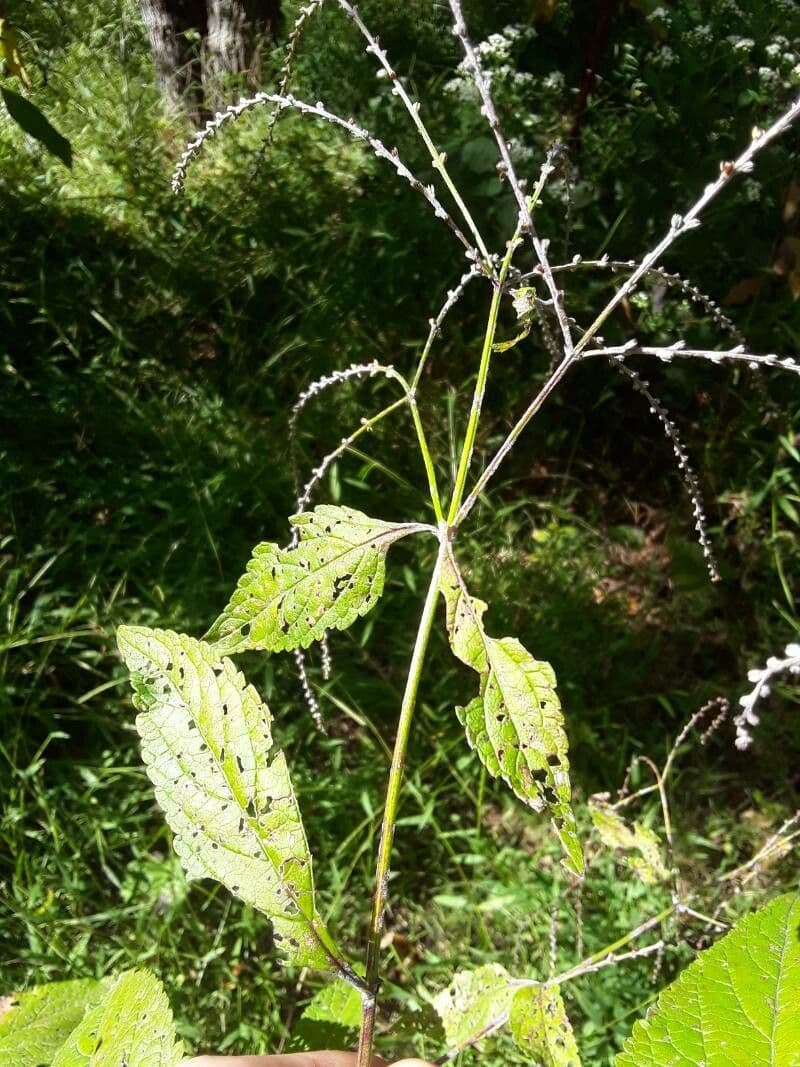 Verbena orticifolia 5