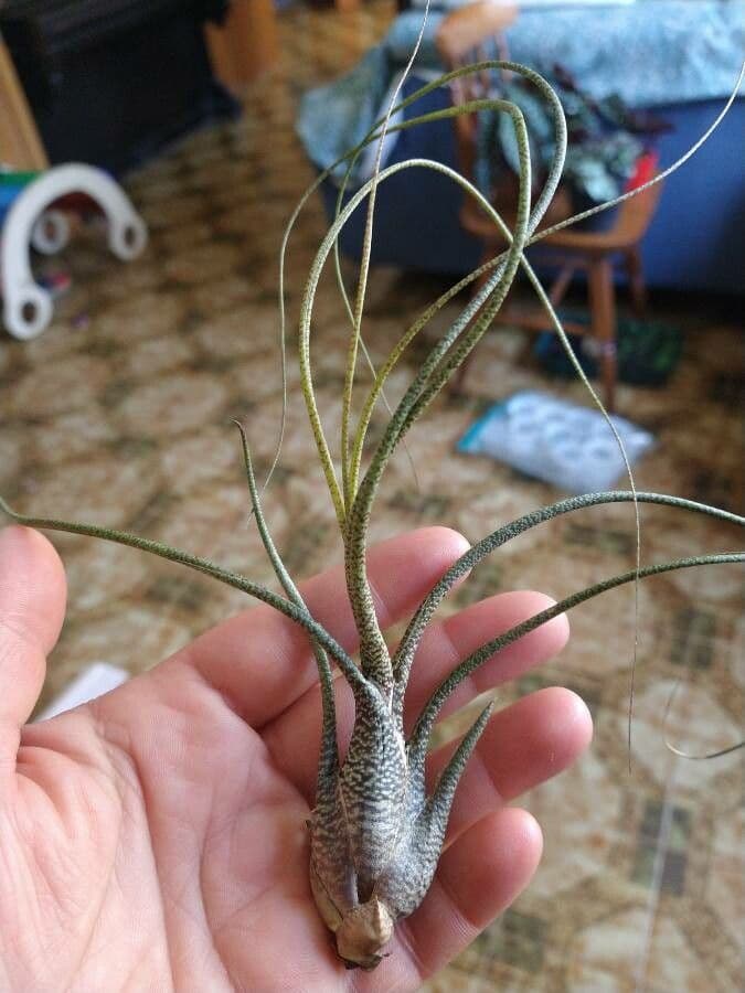 Bromelia di Butz 4