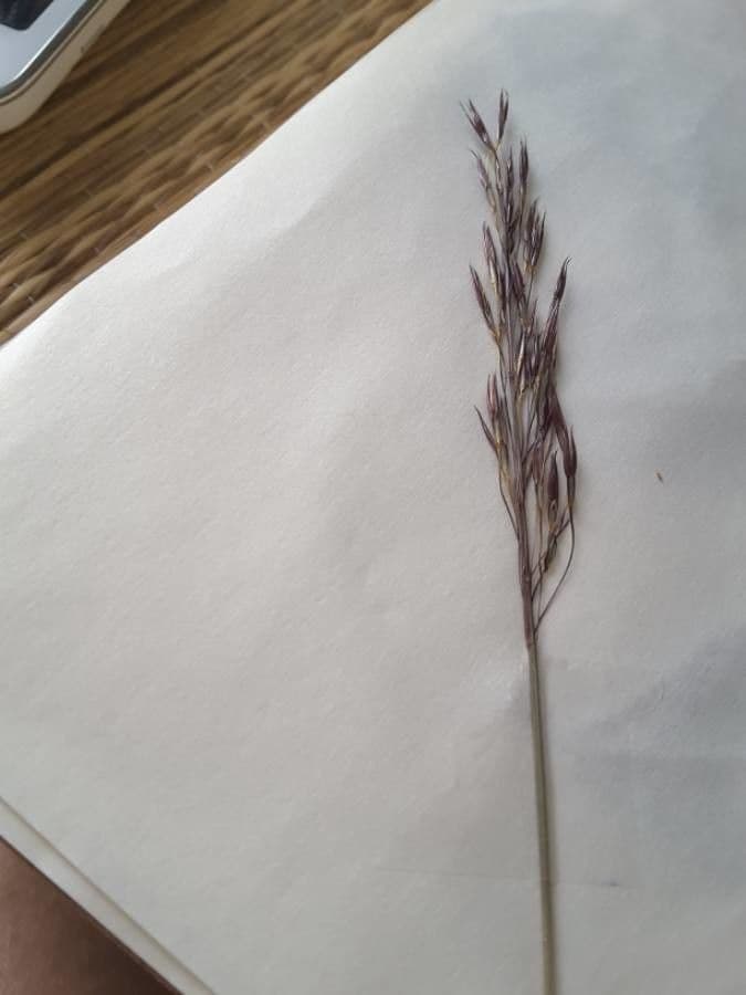 Třtina křovištní 28