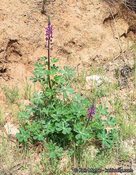 Borstiger Lupine 11