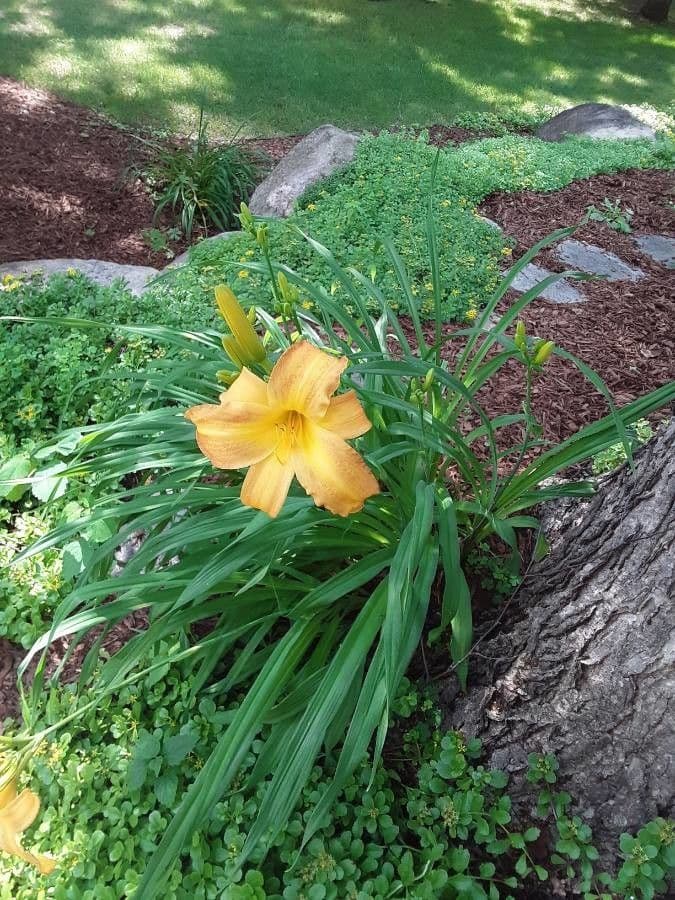 Hemerocallis minor 4