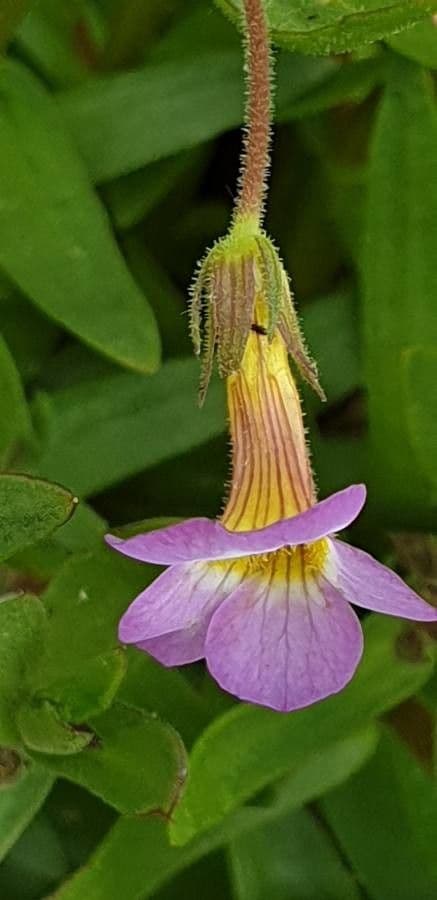 Leinblättrige Gratiola 3