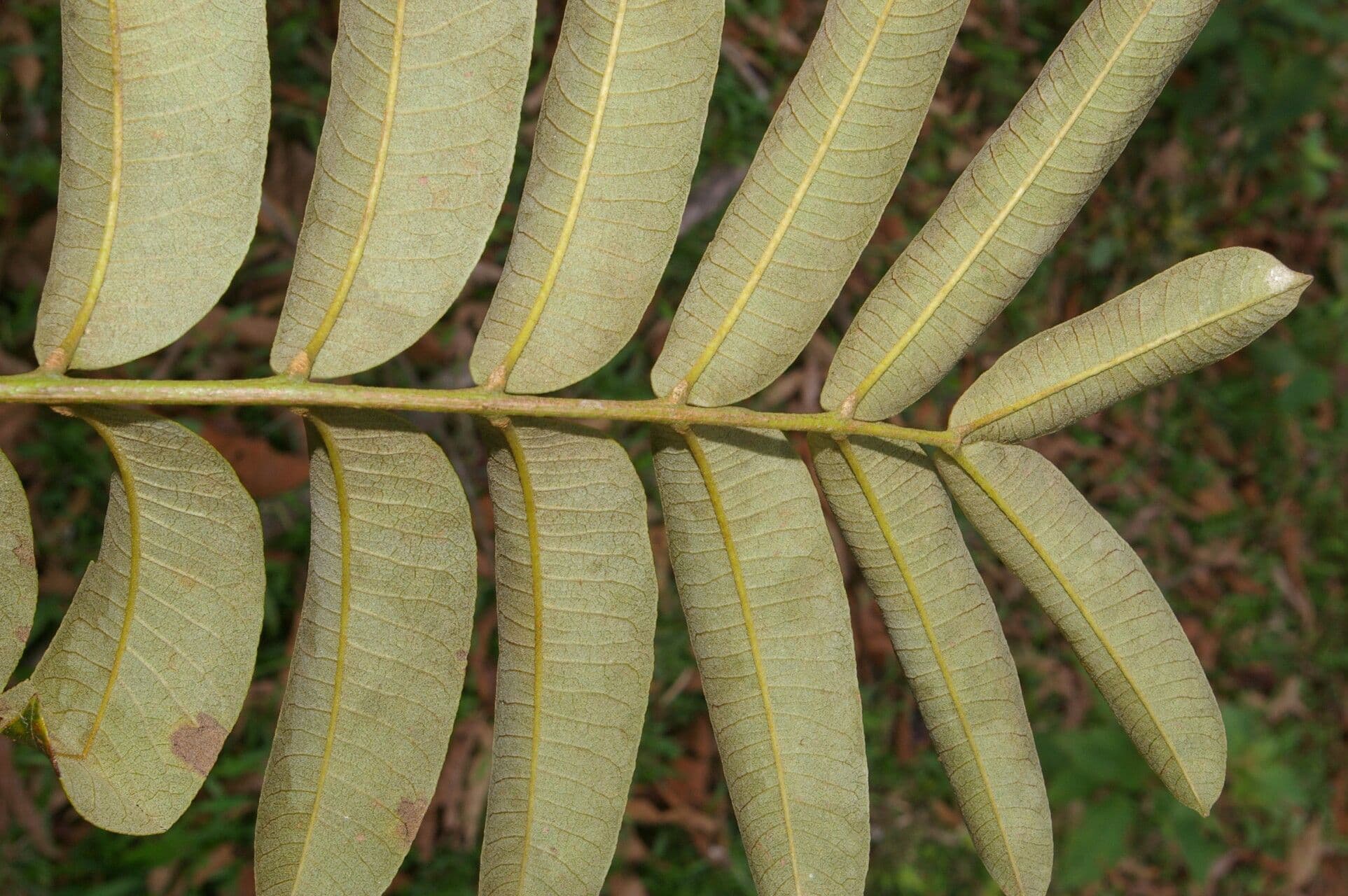 Zanthoxylum 11