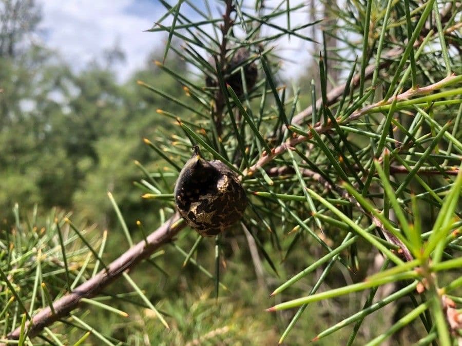 Hakea sericea 6