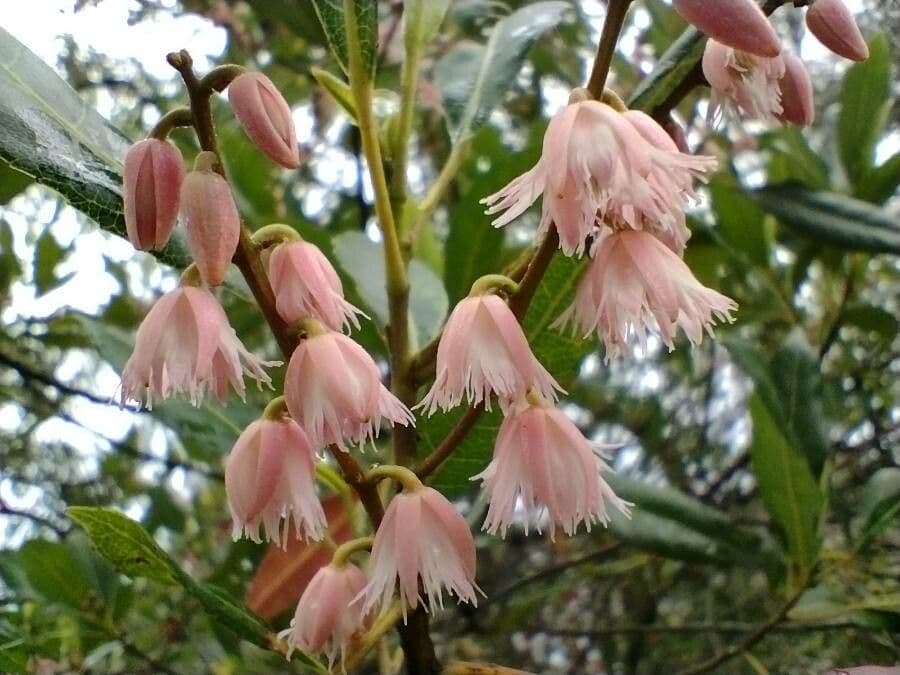 Elaeocarpus reticulatus 7