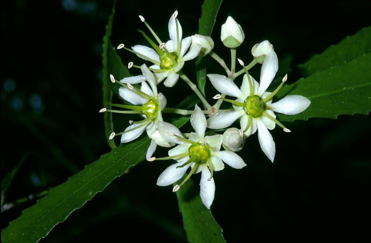 Ixerba 2
