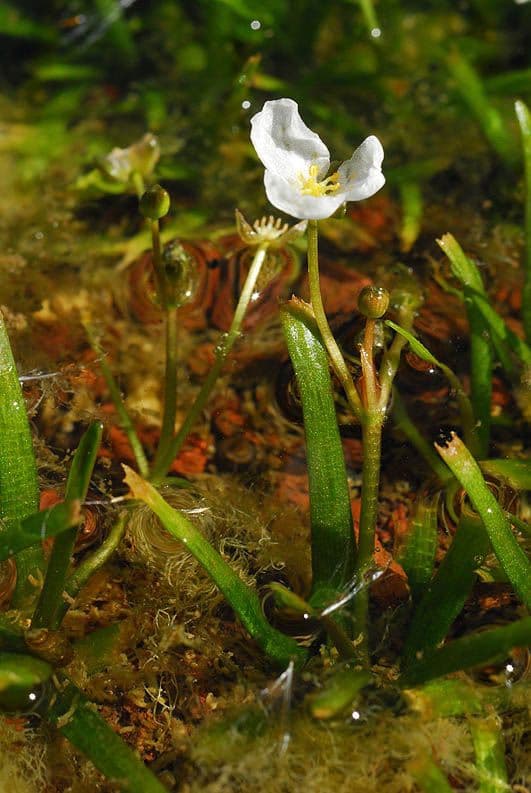 Alisma gramineo 5