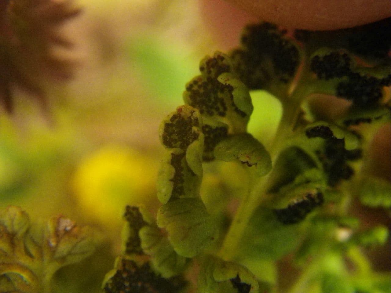 Anogramma leptophylla 7