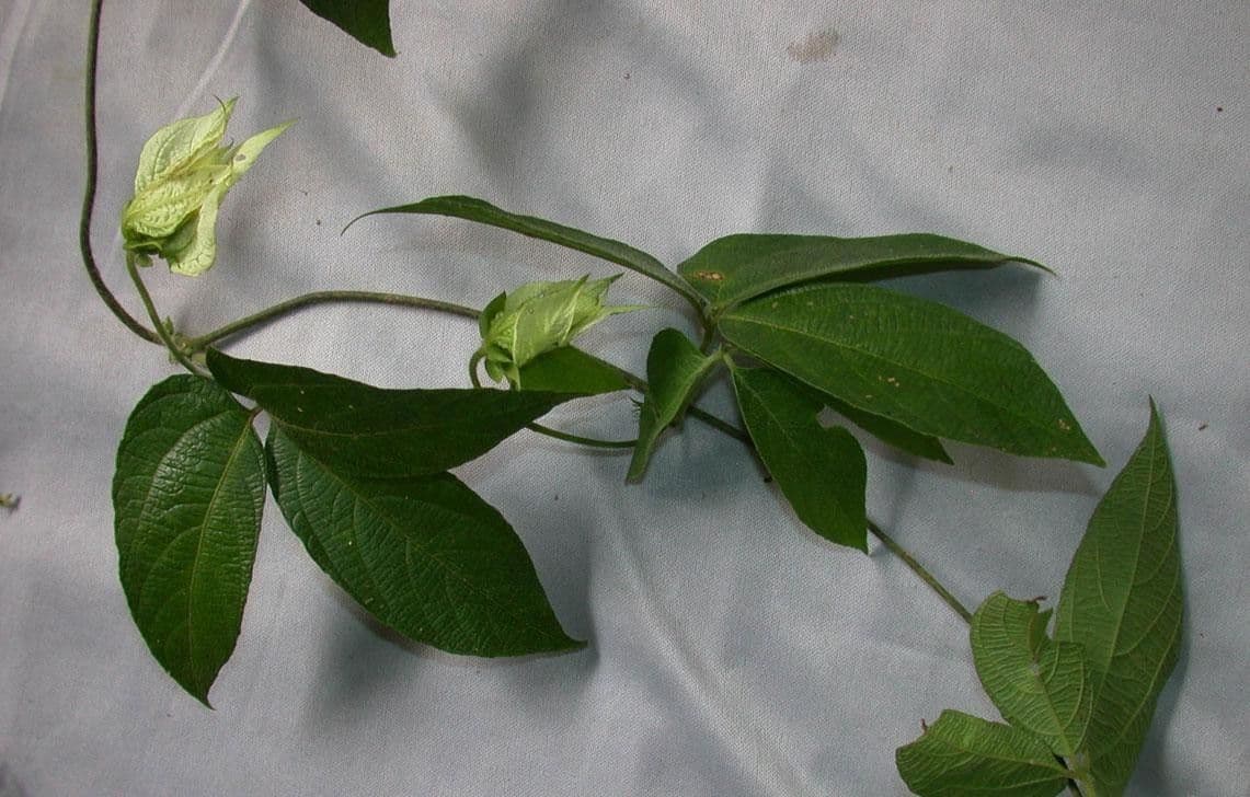 Dalechampia 19