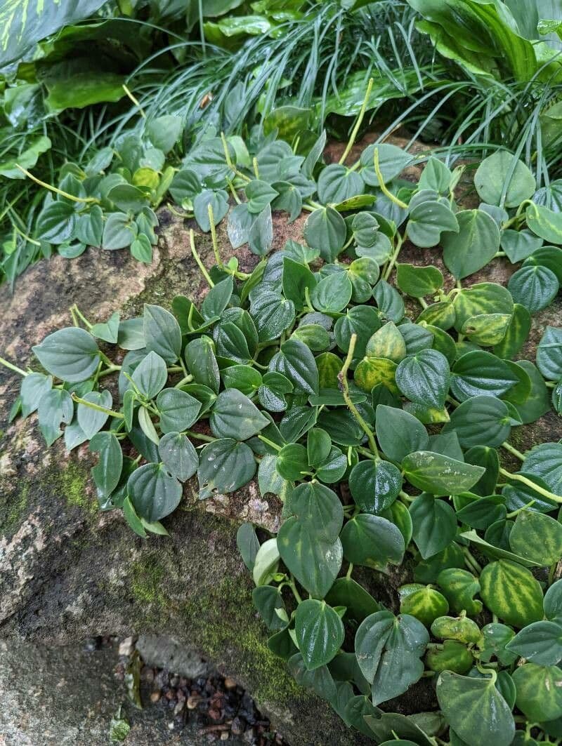 Peperomia velloziana 4