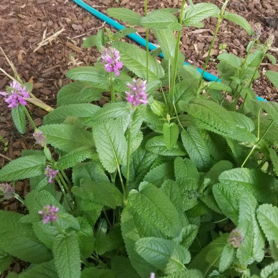 Stachys bullata 5