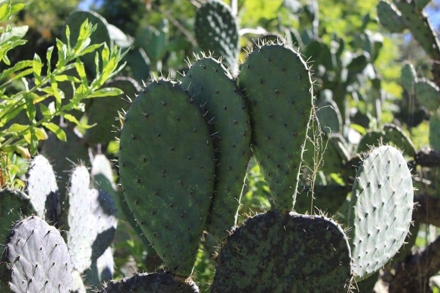 Erect prickly-pear 24