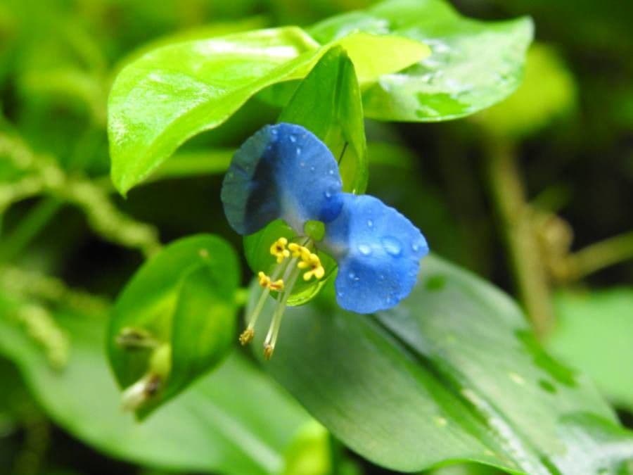 Commelina comune 10