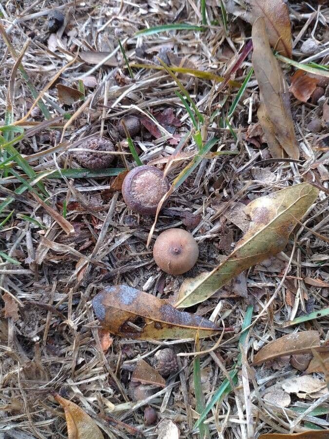 Quercia nera 5