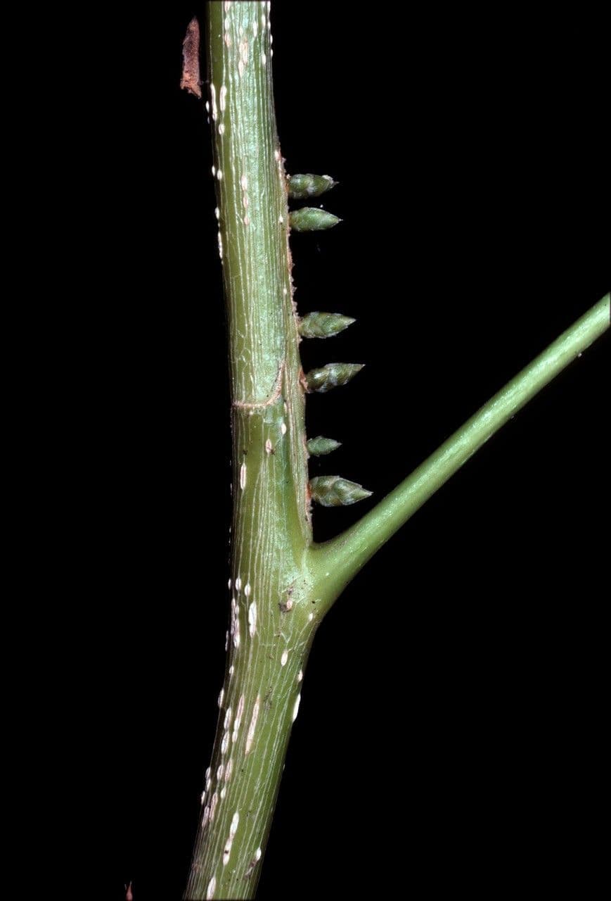 Agrostistachys 4