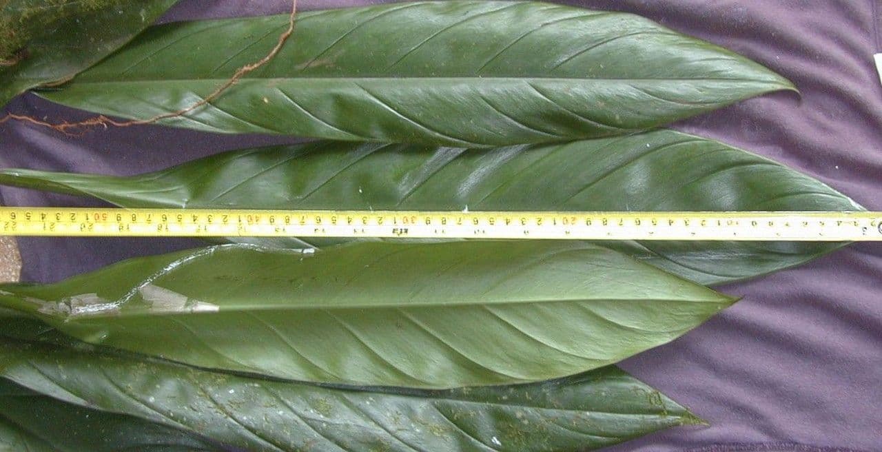 Philodendron 5