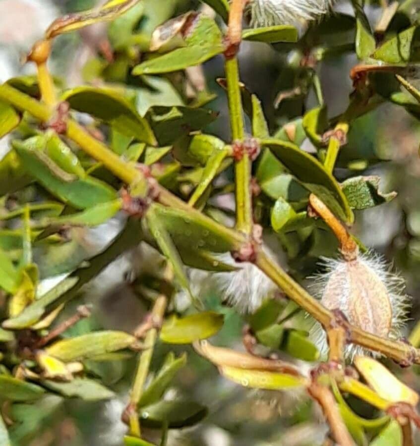 Buisson de créosote 13
