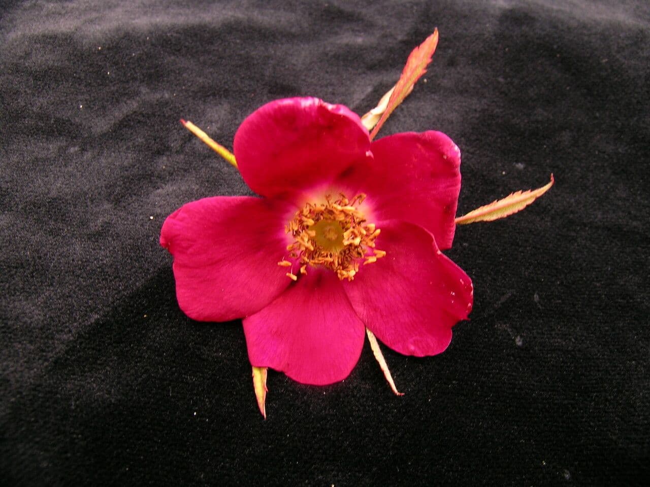 Großblättrige Rose 4