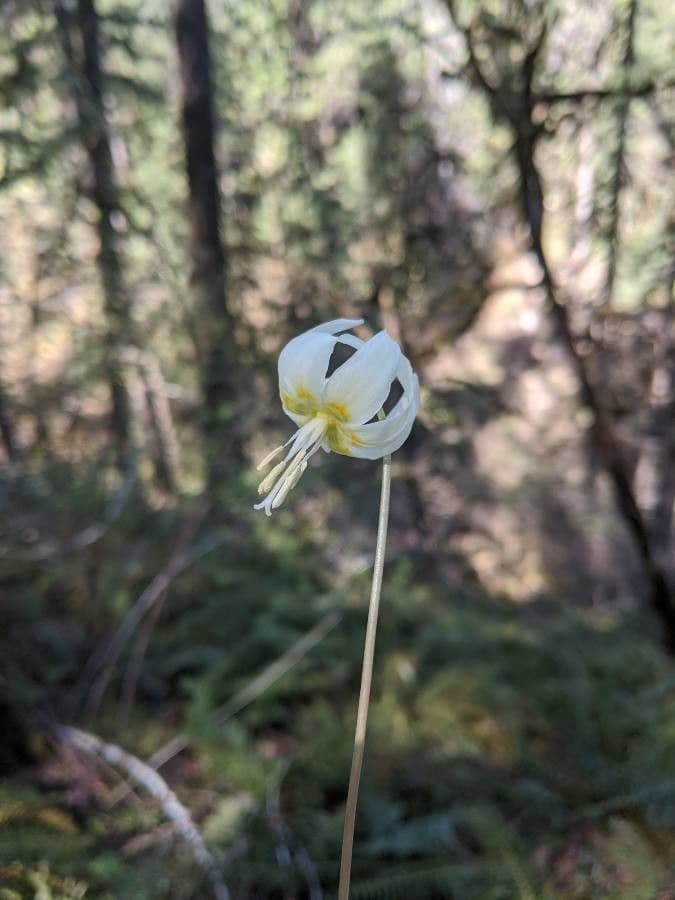 Klamath fawn-lily 3