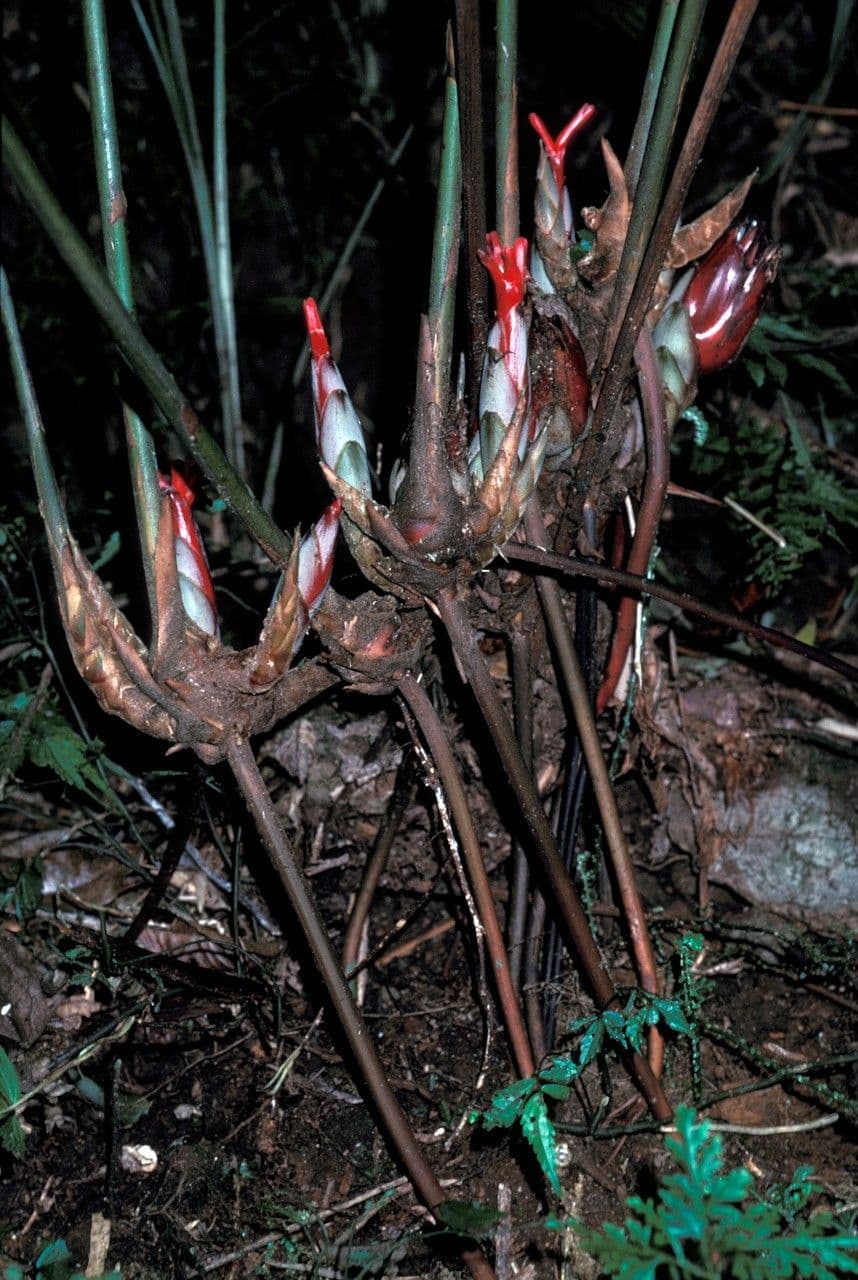 Hornstedtia 2